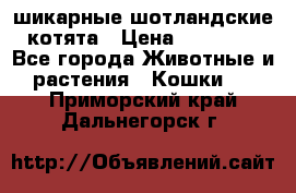 шикарные шотландские котята › Цена ­ 15 000 - Все города Животные и растения » Кошки   . Приморский край,Дальнегорск г.